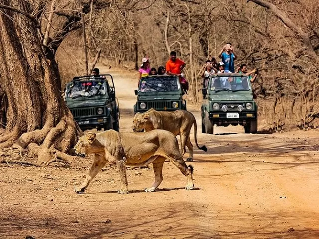 lion-gir-national-park